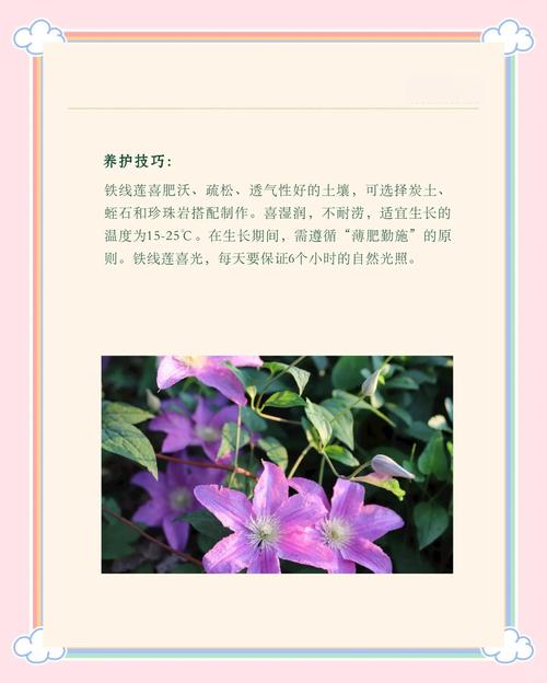 铁线莲的花语？铁线莲寓意？-第5张图片-优品飞百科