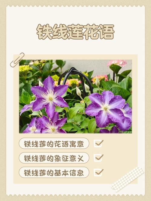 铁线莲的花语？铁线莲寓意？-第6张图片-优品飞百科