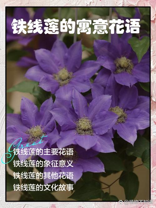 铁线莲的花语？铁线莲寓意？-第7张图片-优品飞百科