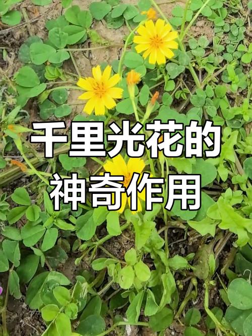 千里光的功效与作用？千里光的功效与作用图片？-第1张图片-优品飞百科