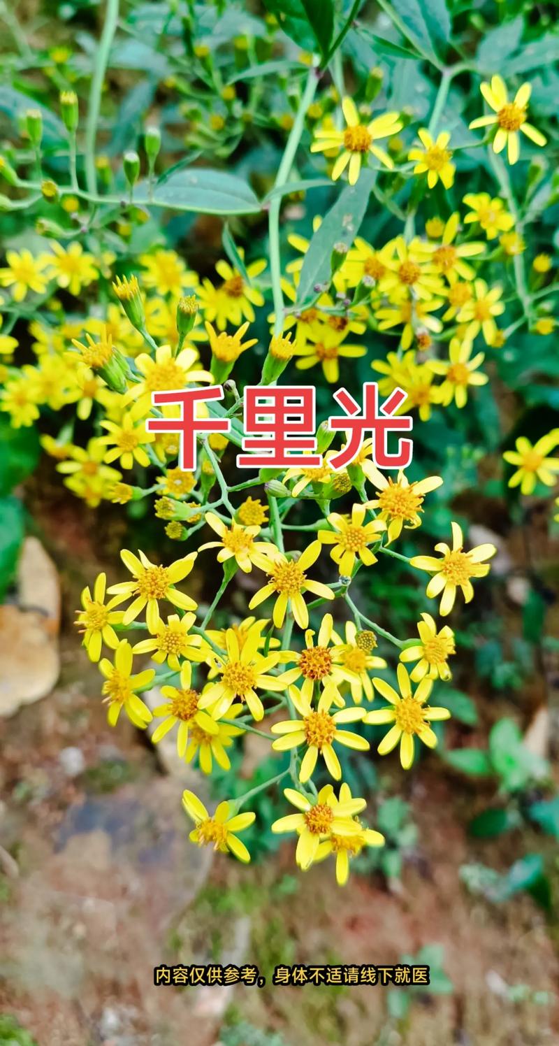 千里光的功效与作用？千里光的功效与作用图片？-第3张图片-优品飞百科
