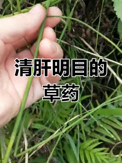 千里光的功效与作用？千里光的功效与作用图片？-第4张图片-优品飞百科