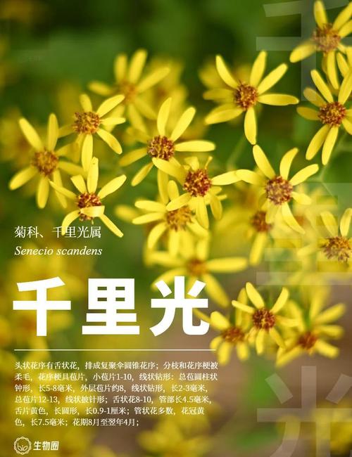 千里光的功效与作用？千里光的功效与作用图片？-第5张图片-优品飞百科