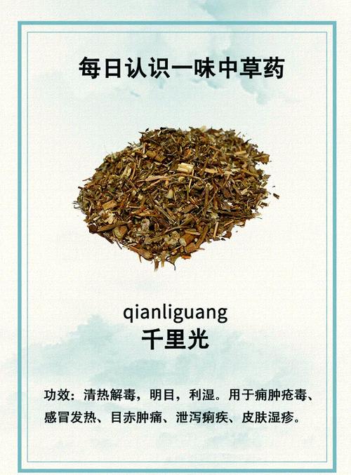 千里光的功效与作用？千里光的功效与作用图片？-第6张图片-优品飞百科