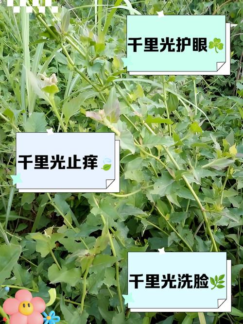 千里光的功效与作用？千里光的功效与作用图片？-第7张图片-优品飞百科