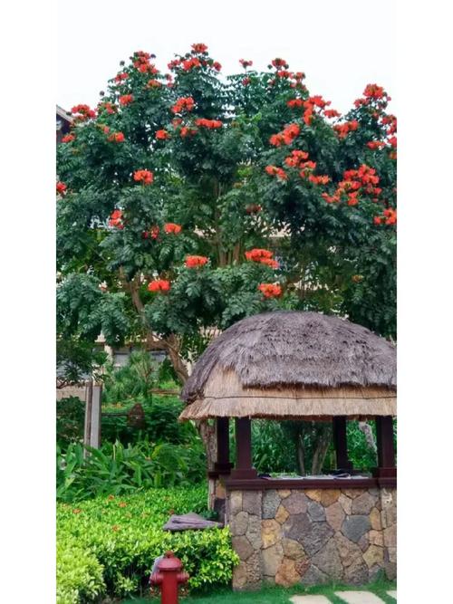 火焰树的花语和传说，火焰树的花有什么药用价值？