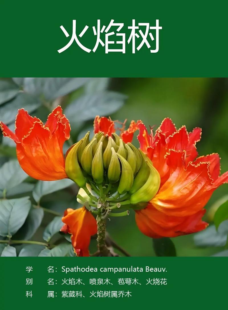 火焰树的花语和传说，火焰树的花有什么药用价值？-第2张图片-优品飞百科