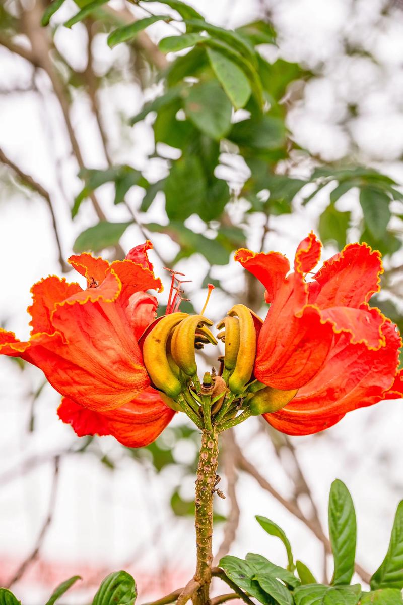 火焰树的花语和传说，火焰树的花有什么药用价值？-第3张图片-优品飞百科