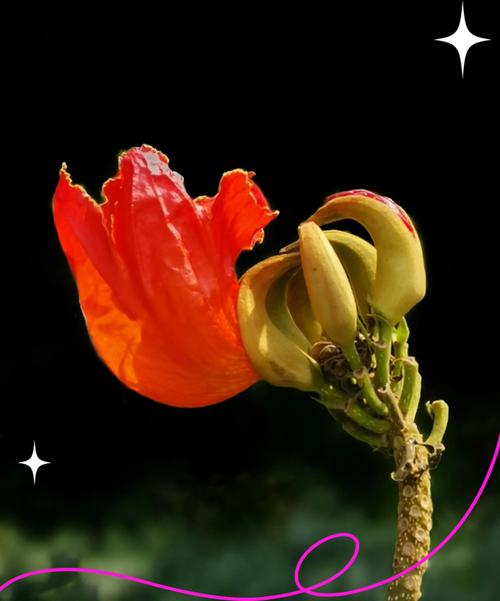 火焰树的花语和传说，火焰树的花有什么药用价值？-第4张图片-优品飞百科