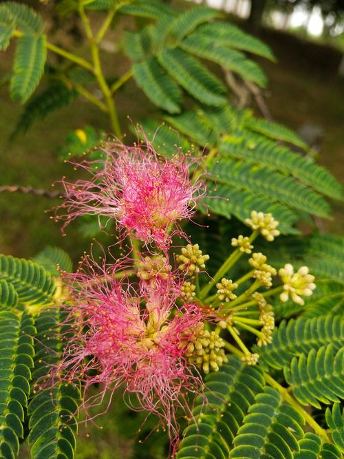 合欢花的功效与作用，合欢花的功效与作用主要治什么病？-第4张图片-优品飞百科