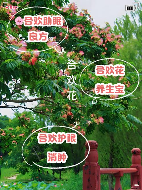 合欢花的功效与作用，合欢花的功效与作用主要治什么病？-第5张图片-优品飞百科