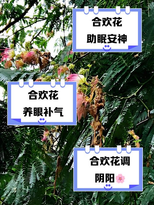 合欢花的功效与作用，合欢花的功效与作用主要治什么病？-第6张图片-优品飞百科
