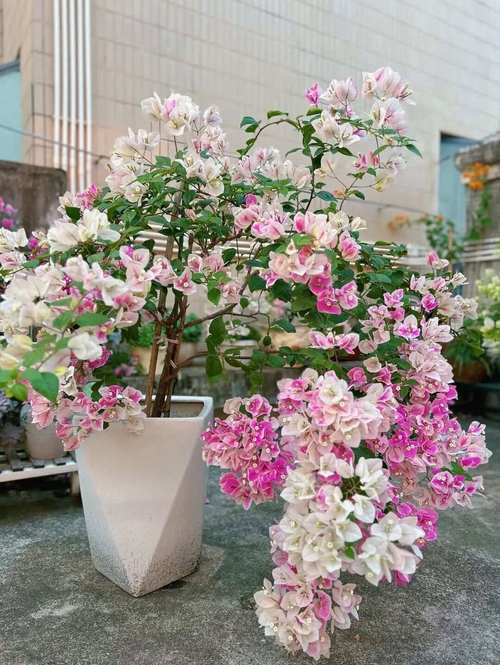 最值得入的三角梅品种,推荐三角梅品种-第1张图片-优品飞百科 最值得入的三角梅品种,推荐三角梅品种-第1张图片-优品飞百科