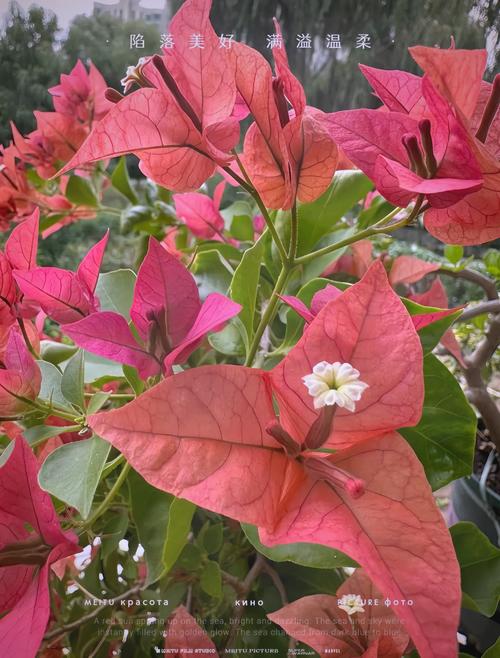 最值得入的三角梅品种,推荐三角梅品种-第2张图片-优品飞百科 最值得入的三角梅品种,推荐三角梅品种-第2张图片-优品飞百科