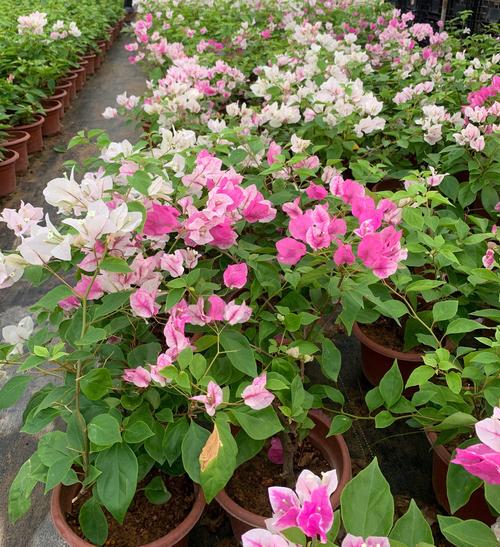 最值得入的三角梅品种,推荐三角梅品种-第3张图片-优品飞百科 最值得入的三角梅品种,推荐三角梅品种-第3张图片-优品飞百科