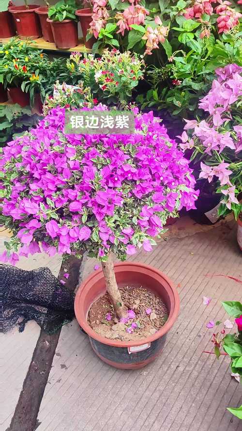 最值得入的三角梅品种,推荐三角梅品种-第5张图片-优品飞百科 最值得入的三角梅品种,推荐三角梅品种-第5张图片-优品飞百科