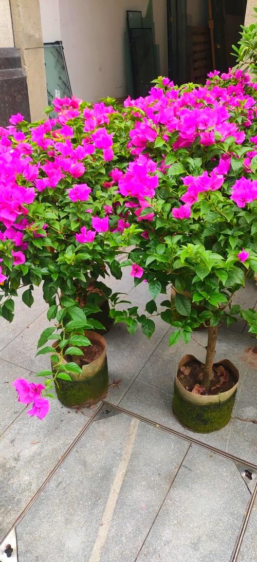 最值得入的三角梅品种,推荐三角梅品种-第6张图片-优品飞百科 最值得入的三角梅品种,推荐三角梅品种-第6张图片-优品飞百科