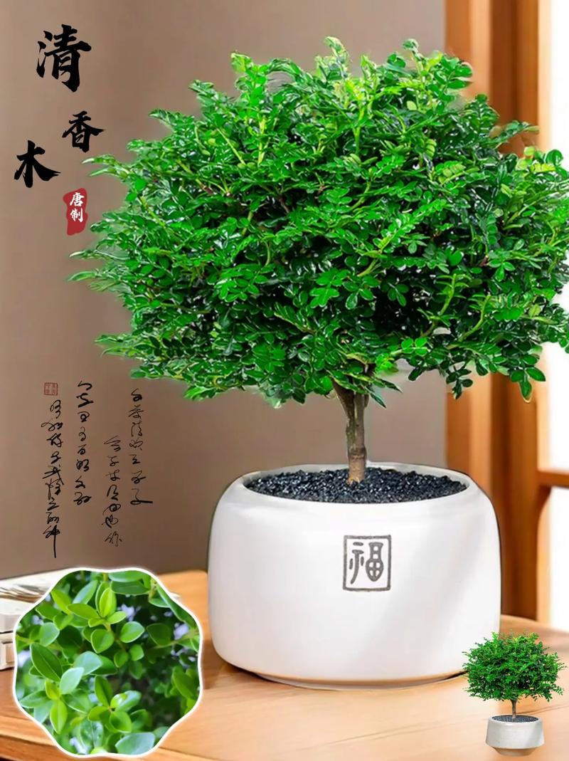 清香木可以放在卧室吗，清香木可以放在卧室吗?