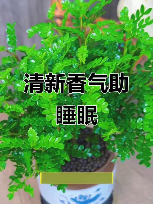 清香木可以放在卧室吗，清香木可以放在卧室吗?-第3张图片-优品飞百科