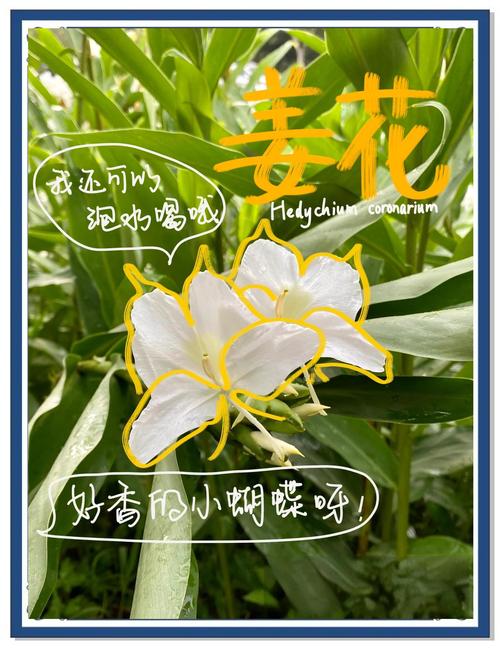 白蝴蝶花花语？白蝴蝶花寓意？-第4张图片-优品飞百科