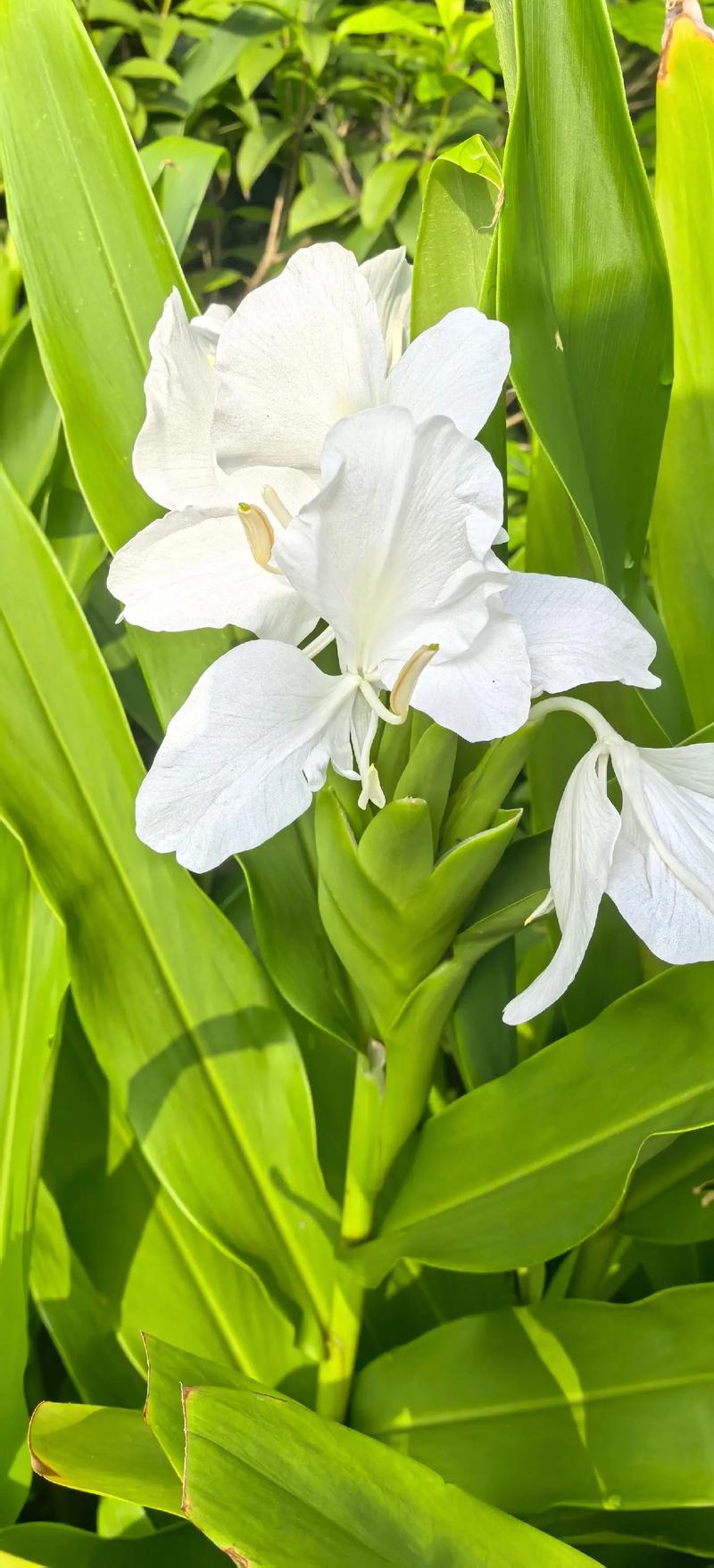 白蝴蝶花花语？白蝴蝶花寓意？-第5张图片-优品飞百科