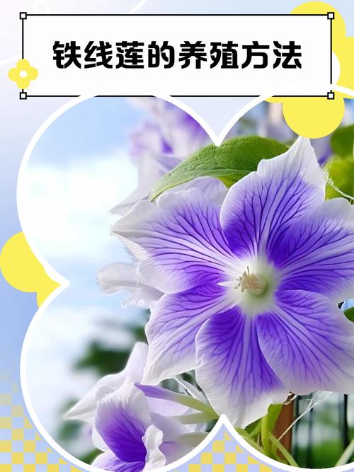 转子莲的养殖方法和注意事项，转子莲的养殖方法和注意事项图片？-第1张图片-优品飞百科