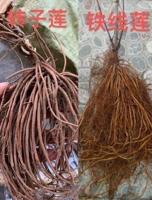 转子莲的养殖方法和注意事项，转子莲的养殖方法和注意事项图片？-第2张图片-优品飞百科