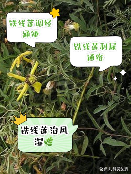 转子莲的养殖方法和注意事项，转子莲的养殖方法和注意事项图片？-第4张图片-优品飞百科