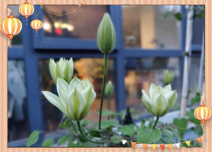 转子莲的养殖方法和注意事项，转子莲的养殖方法和注意事项图片？-第5张图片-优品飞百科