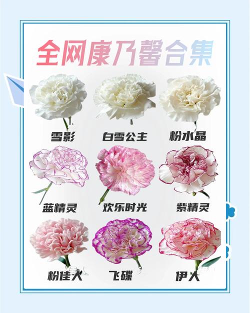 康乃馨的花语是什么,适合送什么人?康乃馨的花语是啥意思?-第2张图片-优品飞百科 康乃馨的花语是什么,适合送什么人?康乃馨的花语是啥意思?-第2张图片-优品飞百科