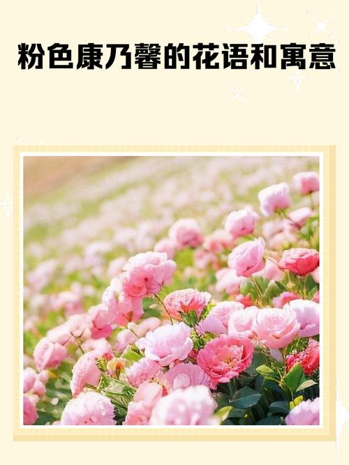 康乃馨的花语是什么,适合送什么人?康乃馨的花语是啥意思?-第4张图片-优品飞百科 康乃馨的花语是什么,适合送什么人?康乃馨的花语是啥意思?-第4张图片-优品飞百科