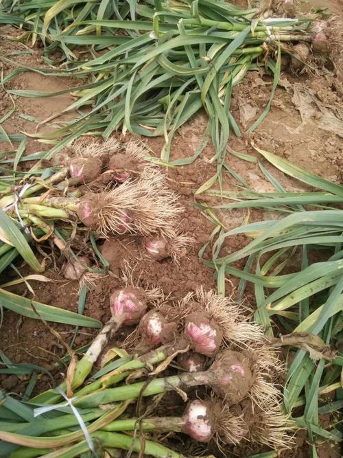 大蒜费用，大蒜多少钱一斤？大蒜多少钱一斤市场价？-第1张图片-优品飞百科