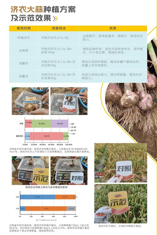 大蒜费用，大蒜多少钱一斤？大蒜多少钱一斤市场价？-第5张图片-优品飞百科