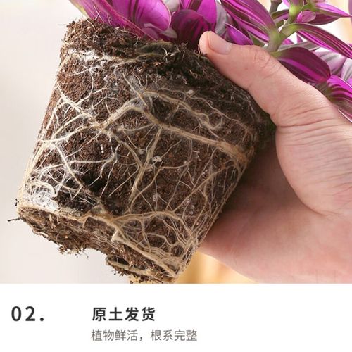 吊兰绿萝哪个除甲醛强？吊兰绿萝哪个除甲醛强些？