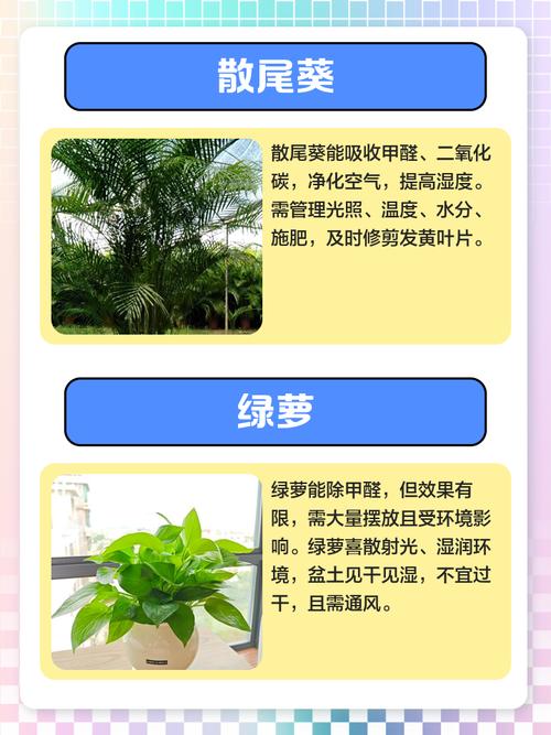 吊兰绿萝哪个除甲醛强？吊兰绿萝哪个除甲醛强些？-第3张图片-优品飞百科