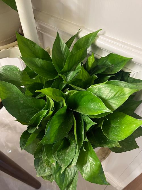 吊兰绿萝哪个除甲醛强？吊兰绿萝哪个除甲醛强些？-第4张图片-优品飞百科