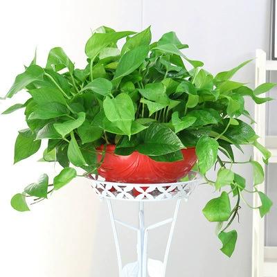 吊兰绿萝哪个除甲醛强？吊兰绿萝哪个除甲醛强些？-第5张图片-优品飞百科