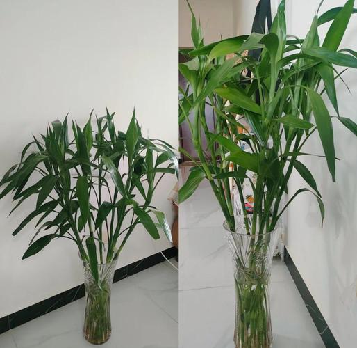 富贵竹家庭摆放位置，富贵竹摆放位置图片？富贵竹在家放什么位置好？