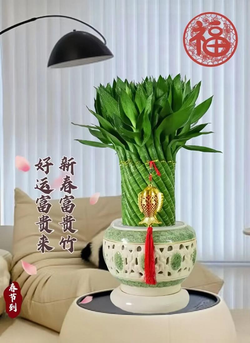 富贵竹家庭摆放位置，富贵竹摆放位置图片？富贵竹在家放什么位置好？-第3张图片-优品飞百科