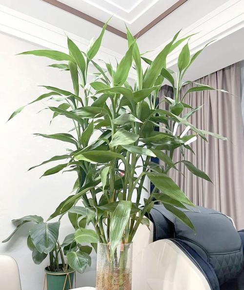 富贵竹家庭摆放位置，富贵竹摆放位置图片？富贵竹在家放什么位置好？-第4张图片-优品飞百科