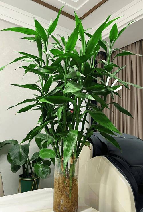 富贵竹家庭摆放位置，富贵竹摆放位置图片？富贵竹在家放什么位置好？-第5张图片-优品飞百科