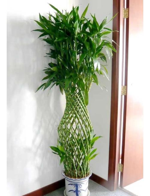 富贵竹家庭摆放位置，富贵竹摆放位置图片？富贵竹在家放什么位置好？-第6张图片-优品飞百科