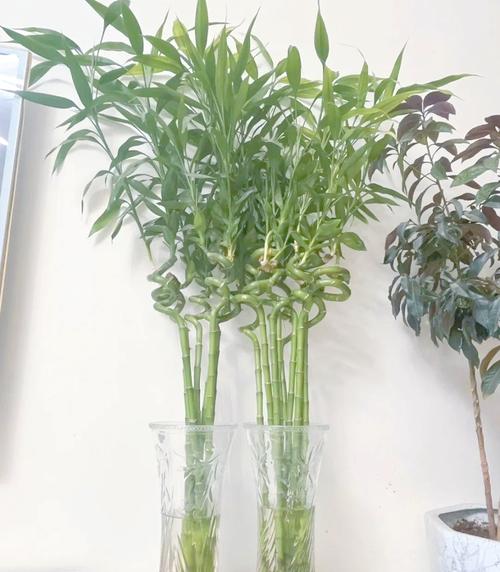 富贵竹家庭摆放位置，富贵竹摆放位置图片？富贵竹在家放什么位置好？-第7张图片-优品飞百科