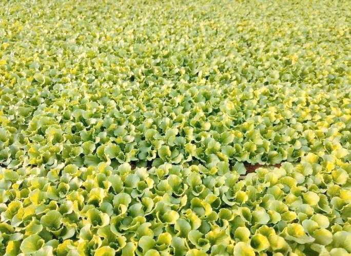 露天种生菜后地干能浇水吗，生菜如何烫水不会黄？种植生菜可以暴晒吗？-第3张图片-优品飞百科