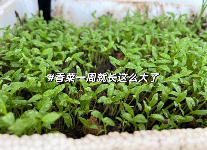 露天种生菜后地干能浇水吗，生菜如何烫水不会黄？种植生菜可以暴晒吗？-第4张图片-优品飞百科