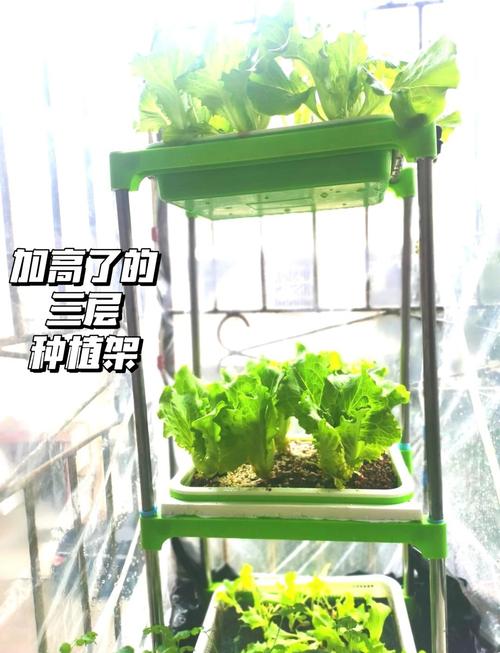 露天种生菜后地干能浇水吗，生菜如何烫水不会黄？种植生菜可以暴晒吗？-第5张图片-优品飞百科