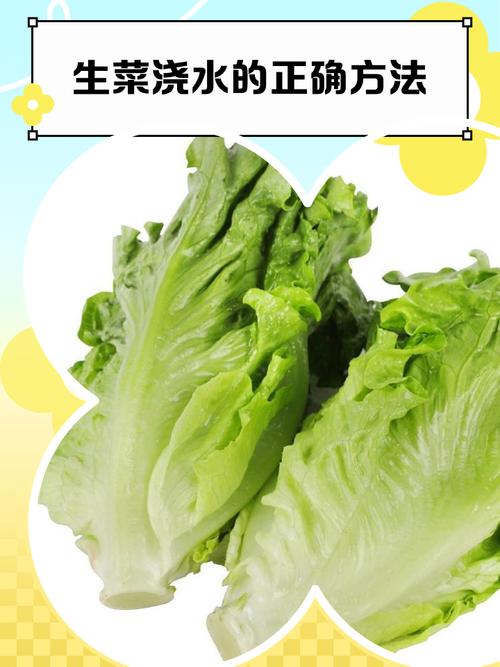 露天种生菜后地干能浇水吗，生菜如何烫水不会黄？种植生菜可以暴晒吗？-第6张图片-优品飞百科