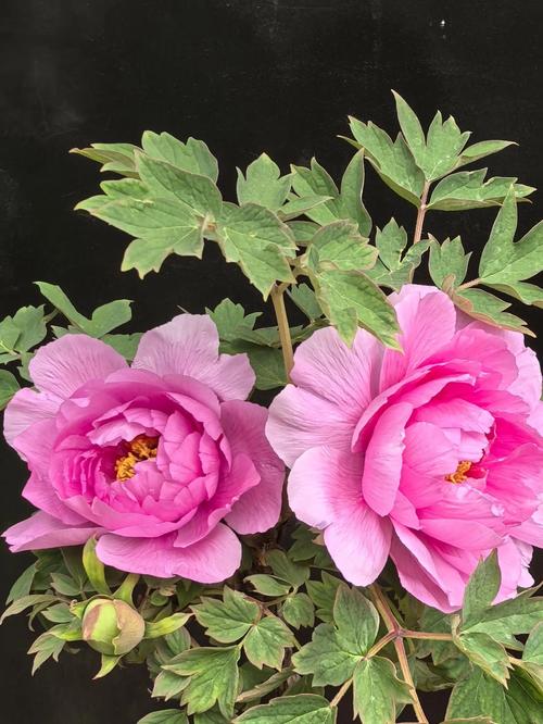 秦皇岛适合养什么花，市花和市树是什么，秦皇岛现在哪的花开了-第1张图片-优品飞百科