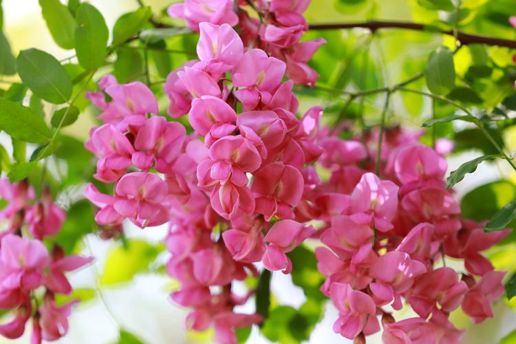 秦皇岛适合养什么花，市花和市树是什么，秦皇岛现在哪的花开了-第2张图片-优品飞百科