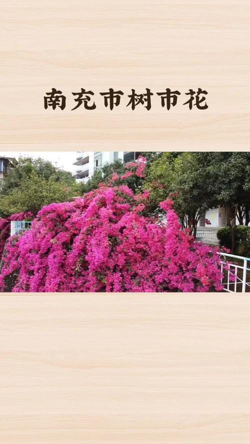 秦皇岛适合养什么花，市花和市树是什么，秦皇岛现在哪的花开了-第5张图片-优品飞百科